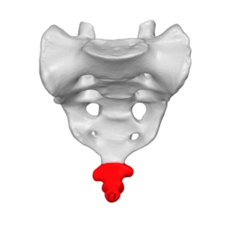 coccyx"